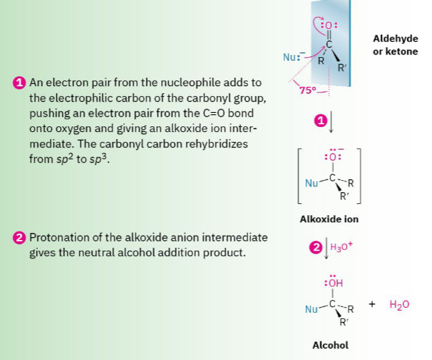 <ol><li><p>Nucleophile attacks carbonyl carbon (The C=O electrons move onto oxygen) This produces an alkoxide intermediate.</p></li><li><p>Protonation: O- grabs H+, produces an alcohol</p></li></ol><p><strong><u>Acid Conditions: </u></strong></p><ol><li><p>Carbonyl oxygen gets protonated first</p></li><li><p>Nucleophile attacks</p></li></ol><p><strong><u>Basic Conditions:</u></strong><u> </u></p><ol><li><p>Nucleophile attacks first</p></li><li><p>Protonation second</p></li></ol><p>A nucleophilic addition reaction to an aldehyde or ketone. The nucleophile approaches the carbonyl group from an angle of</p><p>approximately 75° to the plane of the sp2 orbitals, the carbonyl carbon rehybridizes from sp2 to sp3, and an alkoxide ion is</p><p>formed. Protonation by addition of acid then gives an alcoho</p>