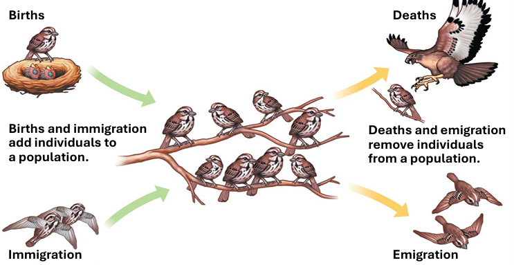 <p>movement of individuals out of a population</p><ul><li><p>“exit”</p></li></ul><p></p>