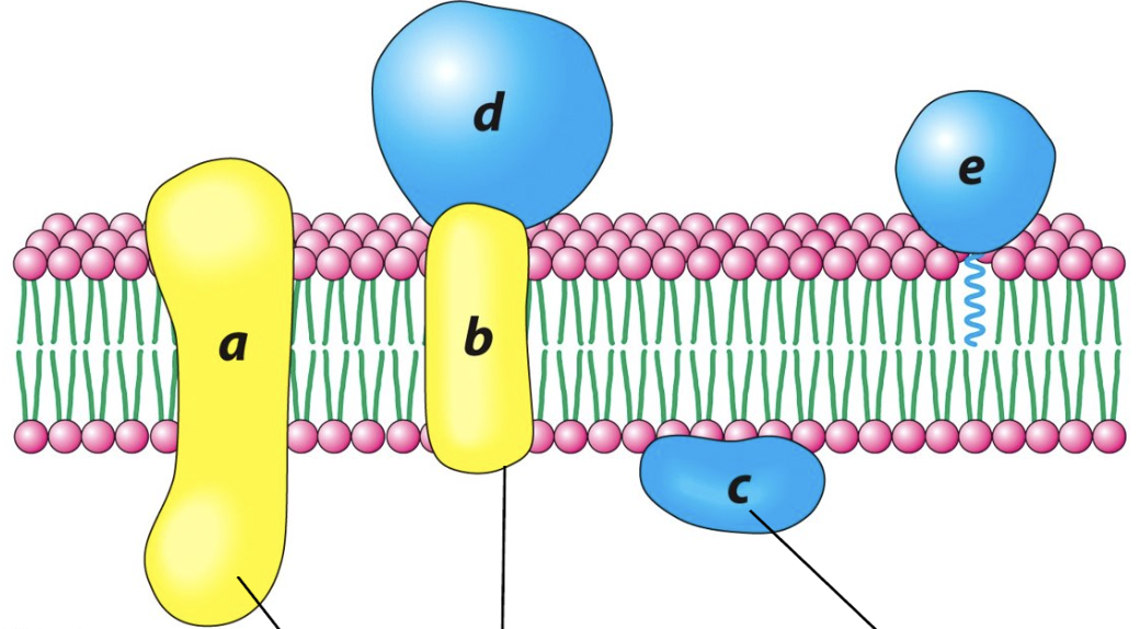 <p>Label the following molecules and their respective function:</p>