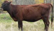 <p>Canadian</p>