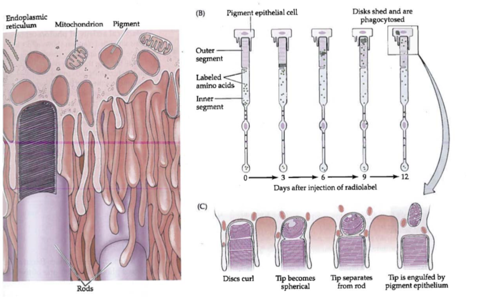 <p>Fordi fotoreceptorerne skal ligge helt op ad <strong>retinalt pigmentepitel</strong> og <strong>årehinde</strong>, så de kan få <strong>ilt og næring</strong>, få fjernet <strong>affaldsstoffer</strong> og få <strong>regenereret synspigmenter</strong>.</p>