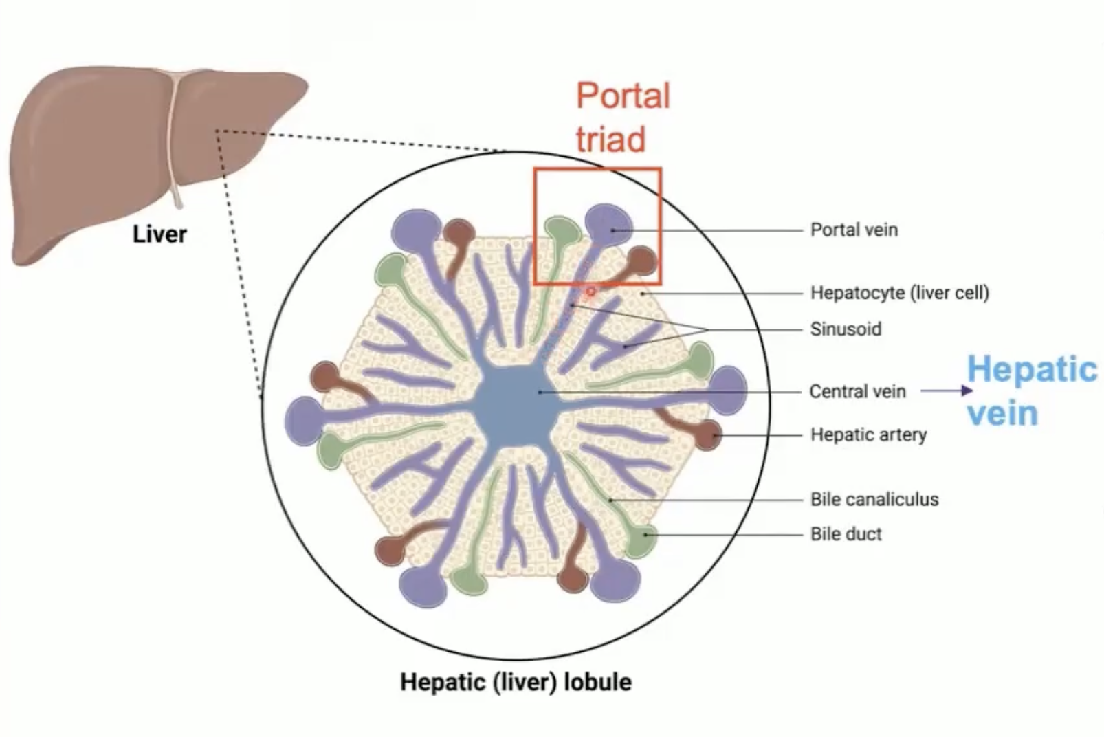 <p>Found at each lobule corner, consists of:</p><ul><li><p>a portal vein branch </p></li><li><p>a hepatic artery branch</p></li><li><p>a bile duct that drains bile from hepatocytes via bile canaliculi</p></li></ul><p></p>