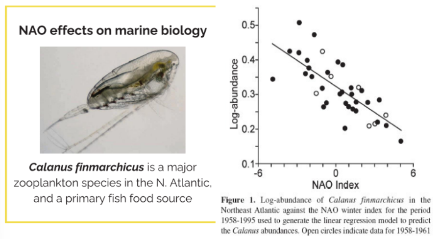 <ul><li><p>Fromentin &amp; Planque, 1996</p></li><li><p>NAO affects biological productivity </p></li><li><p><span style="color: rgb(0, 0, 0);">Zooplankton = food source for fish larvae </span></p></li><li><p><span style="color: rgb(0, 0, 0);">NAO index is high (positive NAO):</span></p><ul><li><p><span style="color: rgb(0, 0, 0);">Abundance of <em>C. finmarchicus</em> zooplanton decreases.</span></p></li></ul></li><li><p><span style="color: rgb(0, 0, 0);">When the NAO index is low (negative NAO):</span></p><ul><li><p><span style="color: rgb(0, 0, 0);">Abundance increases.</span></p></li></ul></li><li><p><span style="color: rgb(0, 0, 0);">Abundance of zooplankton species decreases as NAO index increases (negative relationship) </span></p></li><li><p>Unfavourable conditions for cold water species:</p><ul><li><p>Warmer temperatures reduce survival and productivity</p></li><li><p>Altered circulation changes transport pathways</p></li><li><p>Reduced phytoplankton production lowers food availability</p></li></ul></li></ul><p></p>