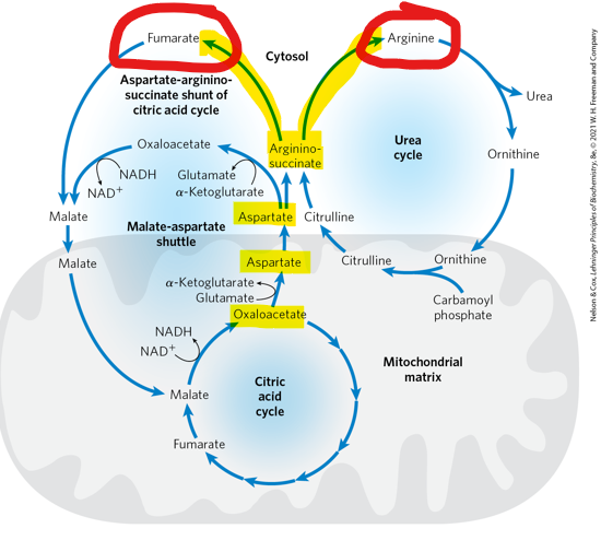 <p>When argininosuccinate is subsequently cleaved, what does it produce </p>
