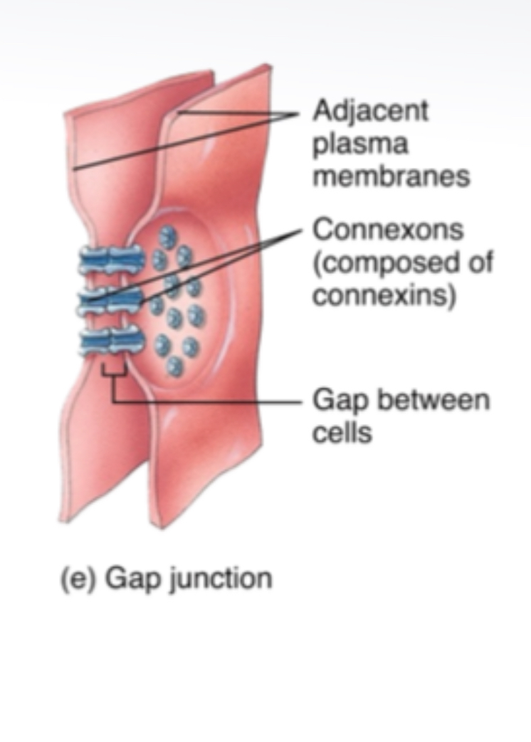 <p><span>Gap junctions</span></p><p></p>