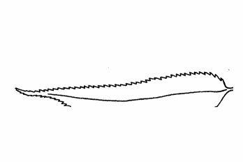 <p>A leaf margin with very small, fine serrations (teeth).</p>