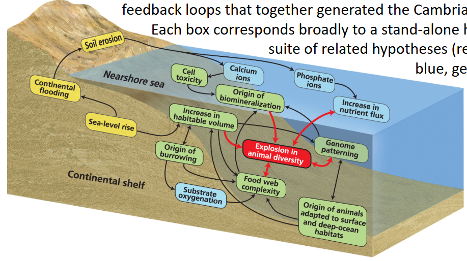 <ul><li><p>during the Cambrian</p></li><li><p>series of interlinked geological, geochemical, and biological factors → feedback loops</p></li><li><p>soil erosion deposits calcium ions into the ocean → biomineralization that leads to shells and hard body parts → explosion in animal diversity</p><ul><li><p>there’s more to it but yeah</p></li></ul></li></ul><p></p>