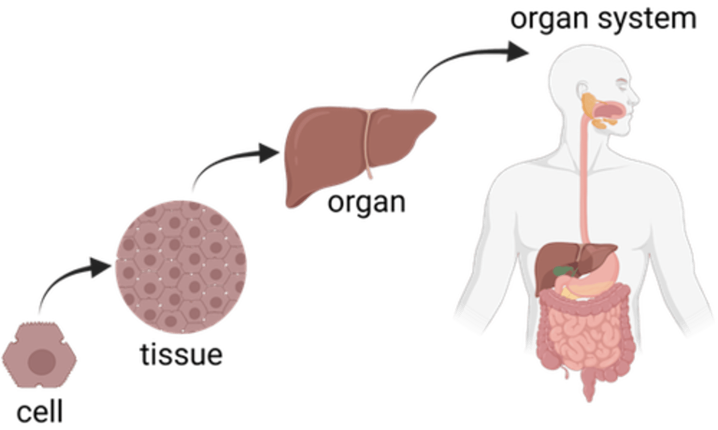 <p>Cells (Cannot work alone and are what the body is made up of)</p><p>Tissues (similar cells built up and organized together</p><p>Organs (2 or more tissues that cannot work alone)</p><p>Organ system (2 or more organs working together)</p>