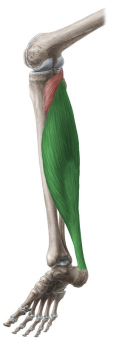 <p>-o: Proximal post fibula (incl. head), soleal line of tibia</p><p>-i: Calcaneus via calcaneal tendon</p><p>-act: plantarflexion</p><p>-in: Tibial n</p><p>-blood:</p><p>-type: bipennate</p>