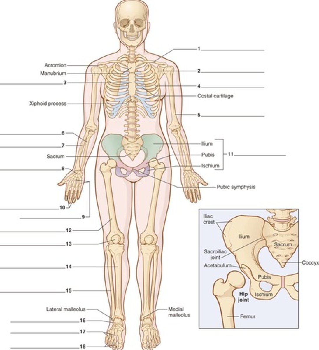 <p>To provide framework, protect internal organs, and support body movement.</p>