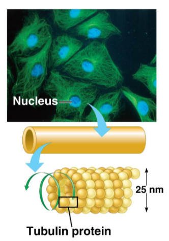 <p>Straight hollow tubes composed of globular proteins called <strong>tubulins</strong>. Grow longer or shorter by addition/removal of tubulin proteins.</p>