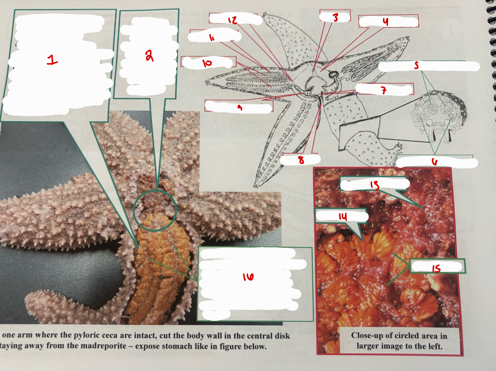 <p>Sea Star Arm Close Up</p>