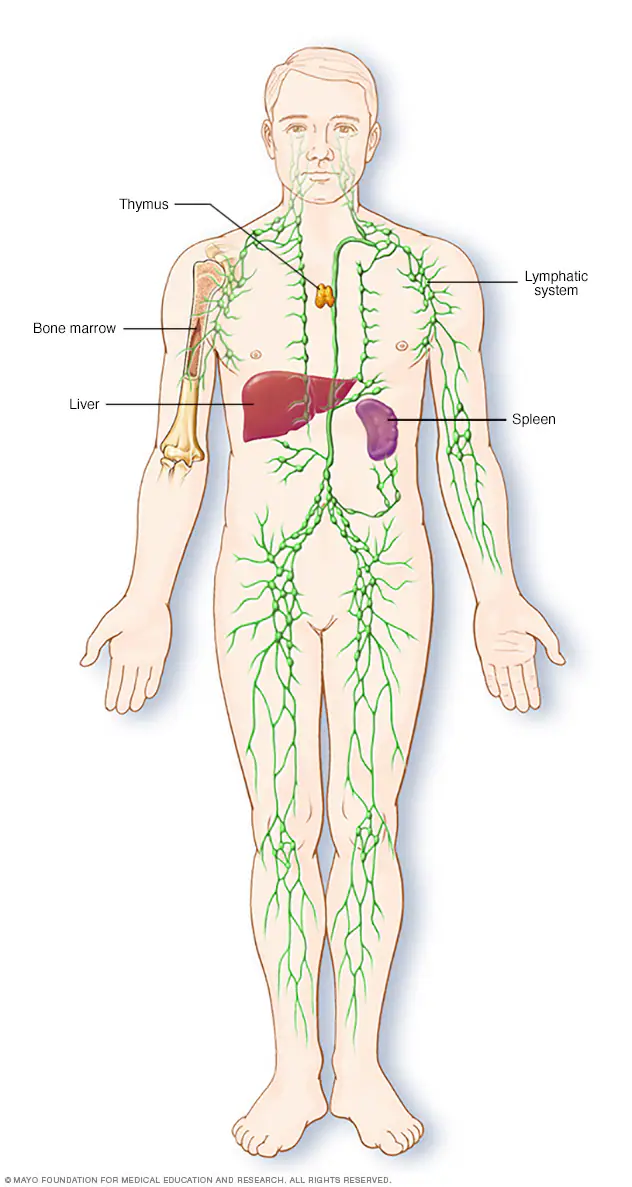 <p><strong>lymph nodes, vessels, spleen, thymus</strong>; protect against diseases</p>