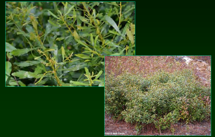 <p>•</p><p>Myricaceae</p><p>•</p><p>Dry, open habitat</p><p>•</p><p>Key Characters:</p><p>•</p><p>Similar to Morella cerifera but smaller leaves</p><p>•</p><p>Dwarf shrub</p>