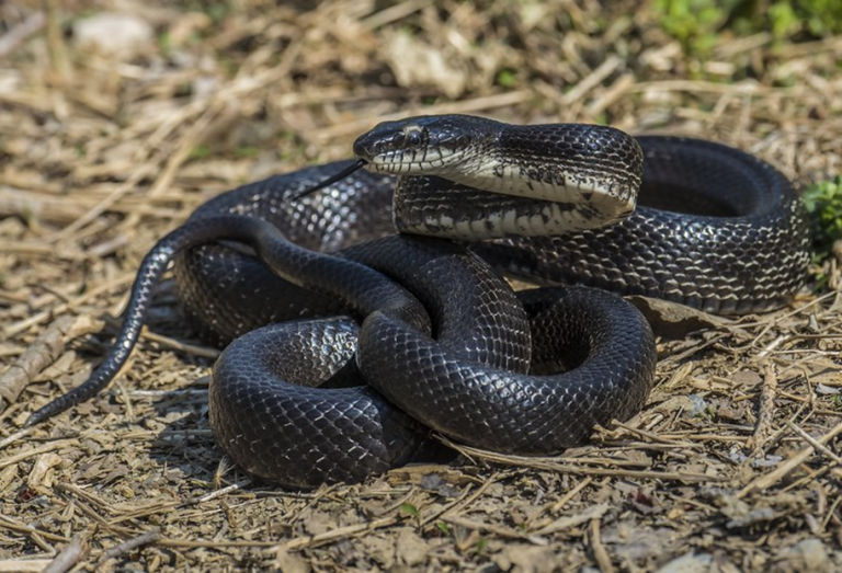 <p>Pantherophis alleghaniensis/spiloides</p>