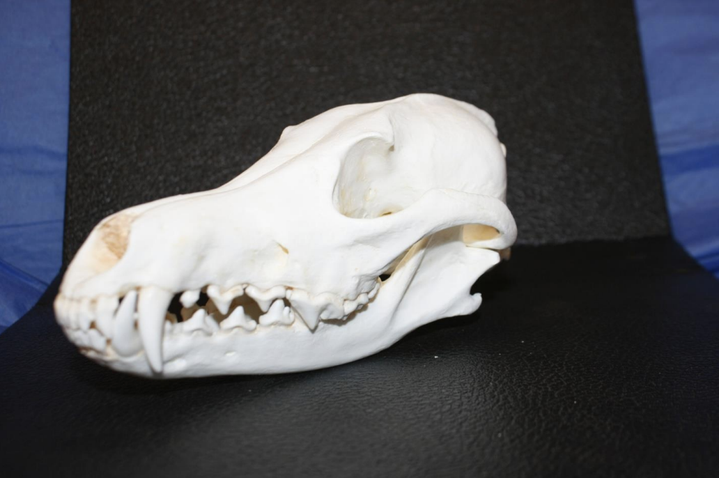 <p>Identify this skull</p>
