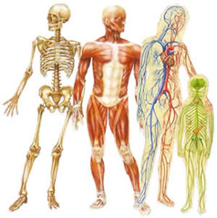 <p>A group of organs that work together to perform a major function.</p>