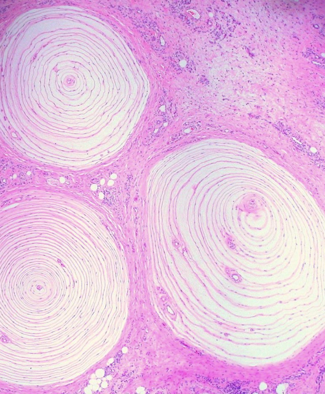 <p>Identify the Structure</p>