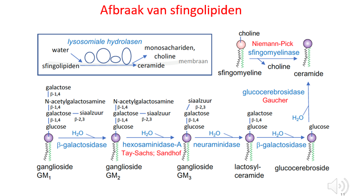 <p><span>Enkel ter illustratie</span></p><p style="text-align: left;"></p><p style="text-align: left;"><span>We zagen net hoe je ganglioside GM1 kunt aanmaken (links onderaan – molecuul met allemaal suikers erop).</span></p><p style="text-align: left;"></p><p style="text-align: left;"><span>Wat medisch gesproken meer van belang is, is hoe we deze moleculen zullen recycleren / degraderen in onze lysosomen:</span></p><p style="text-align: left;"><span>Voor elke enzymatische stap van GM1 gangliosiden tot ceramiden hebben we een lysosomaal enzym nodig en elk van die enzymen kan deficiënt zijn en elk van die enzym-deficiënties heeft ook een ziekte-naam.</span></p><p style="text-align: left;"><span>Bv stapeling van GM2 ganglioside in de lysosomen heeft verschillende fenotypische vormen, zoals Tay-Sachs en Sandhof.</span></p><p style="text-align: left;"><span>Bv Bij glucocerebrosidasedeficiëntie spreken we van ziekte van Gaucher, hierbij zal glucocerebroside stapelen in de lysosomen.</span></p><p style="text-align: left;"><span>Bv als sfingomyelinase deficiënt is, spreken we van acidsfingosinmyelinase deficientie / zieke van Niemann-Pick.</span></p><p style="text-align: left;"></p><p style="text-align: left;"><span>Lysosomale stapelingsziekten veroorzaakt door enzymdeficiënties in de afbraakpathway in lysosomen.</span></p>