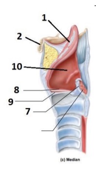 <p>True vocal fold/vocal ligament</p>