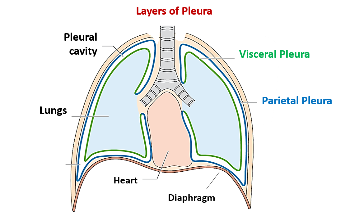 <p><strong>outer</strong> layer of pleura</p>