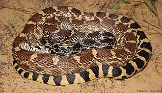 <p>Colubridae. Found statewide except SE Missouri</p>