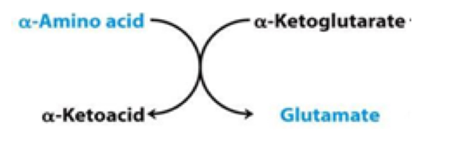 <p>Correctly name the class of enzymes that catalyze this reaction:</p>