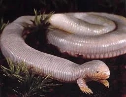 <p>Amphisbaenia<br>Worm lizards<br>- ring like scales<br>~200 species</p>