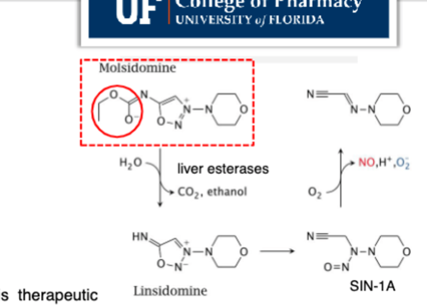 <p>• It is a nitrovasodilator </p><p>• The drug is metabolized by liver esterases to linsodimine, which is spontaneously converted into its nitroso metabolite SIN-1A</p><p>• Molecular oxygen is required to release NO from SIN-1A</p>