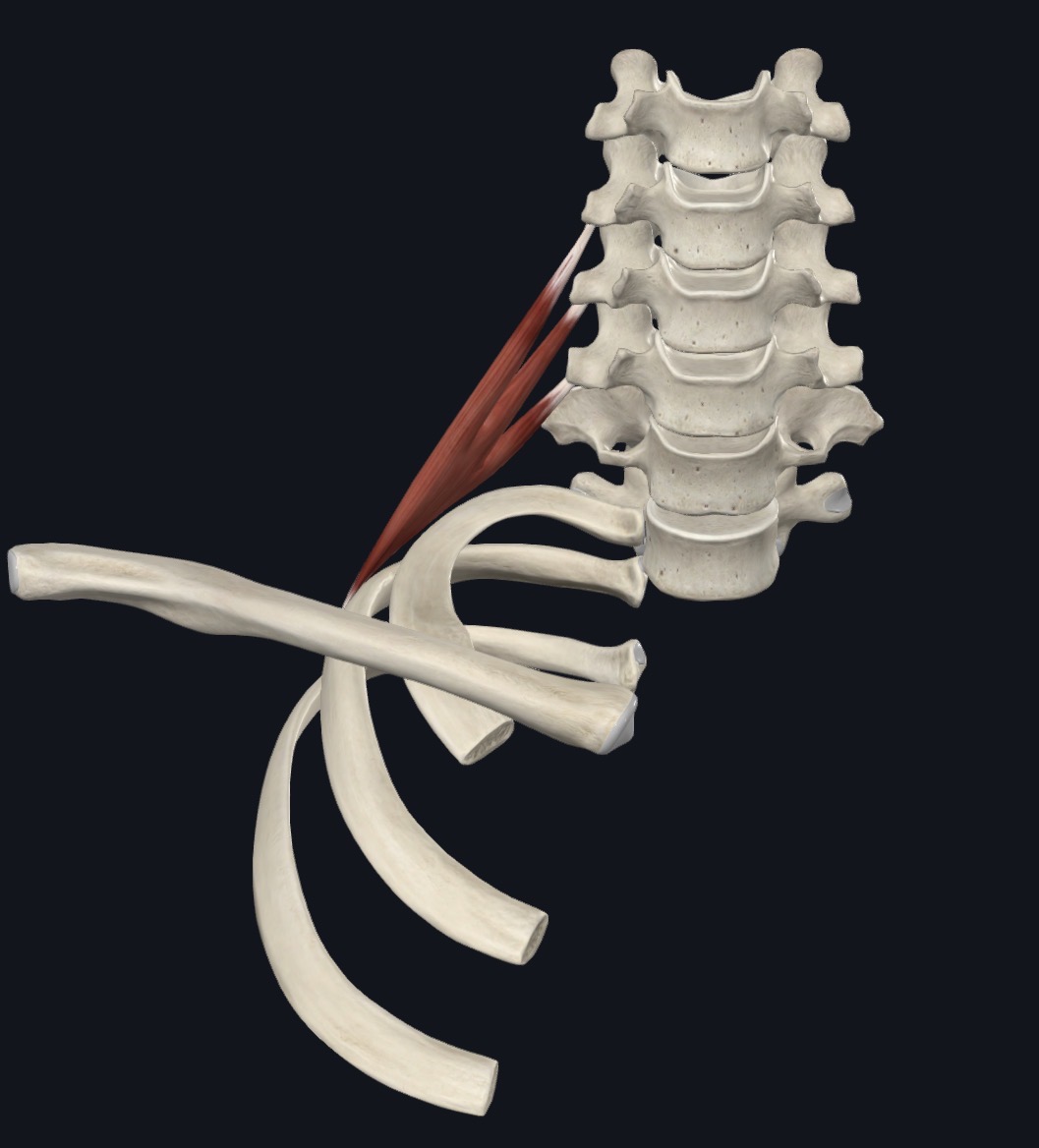 <p>Posterior Scalene inferior attachment </p>