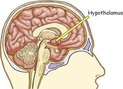 <p>Hypothalamus</p>