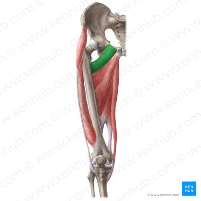 <p>What muscle is this?</p>