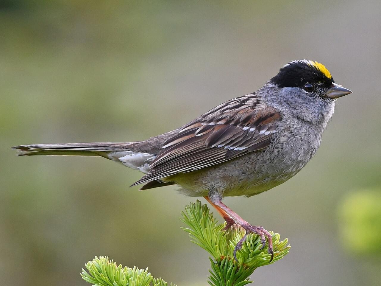 <p>Golden-crowned sparrow</p>