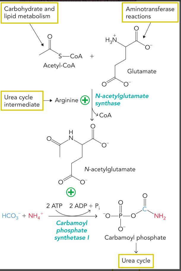 <ul><li><p>carbamoyl phosphate synthetase I is positively allosterically regulated by N-acetylglutamate which is formed from glutamate and acetyl-CoA </p></li><li><p>formation of N-acetylglutamate is positively regulated by arginine</p></li><li><p>glutamate and arginine stimulate flux through the urea cycle by increasing the rate of carbamoyl phosphate synthesis </p></li></ul><p></p>