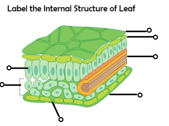 <p>label the structure of a leaf and the uses</p>