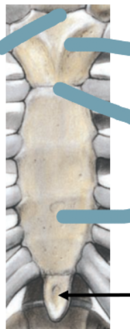 <p>Xiphoid Process</p>