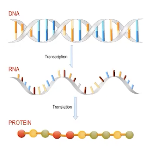 <p>DNA → RNA → protein</p>