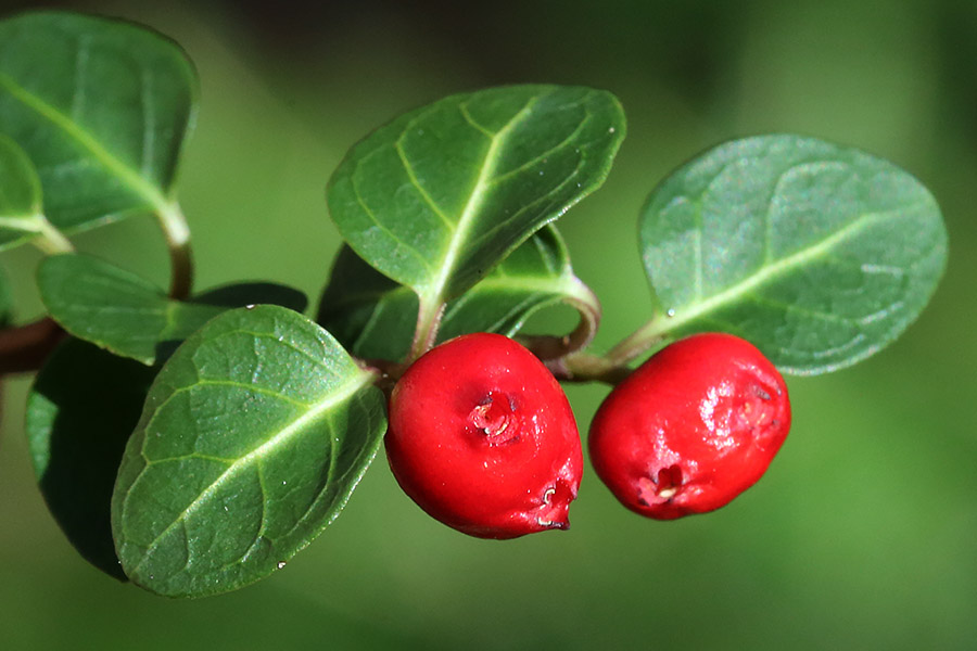 <p><em>Mitchella repens</em></p><p>Native. Vine. On the ground low growing. Can have tiny white flowers and red berries. Opposite leaves with brighter midvein. Birds will eat berries, small mammals and WTD will forage. </p>