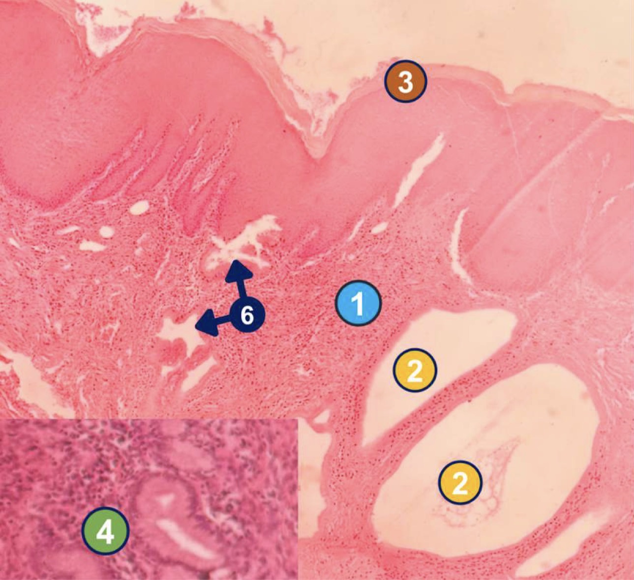 <p>Diagnose and identify labeled microscopic features</p>
