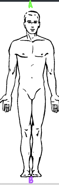 <p>What anatomical direction describes A?</p>