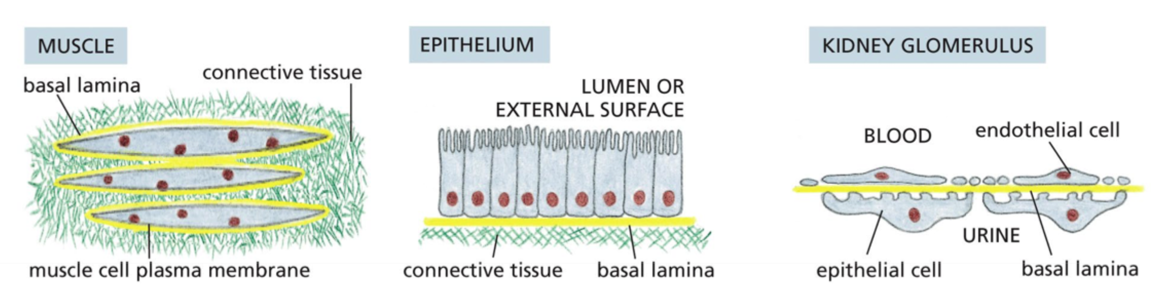 <p>Hvor findes basal lamina typisk?</p>