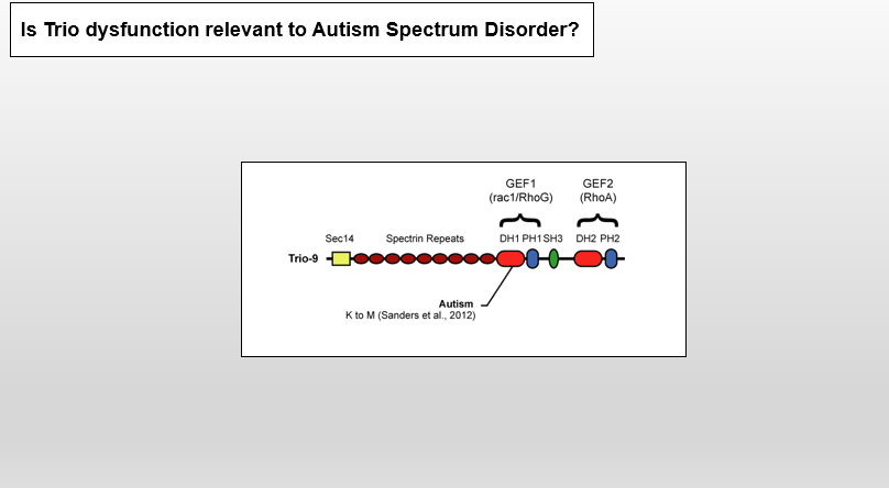 <p>Trio is in the top 10 for autism spectrum disorders</p><img src="https://assets.knowt.com/user-attachments/af06d21a-f614-4da8-b853-59db74ae90b6.png" data-width="100%" data-align="center"><p><span><strong>ASD-associated mutations are clustered in Trio’s GEF1 domain.</strong></span></p><p></p><p><span><strong>ASD-associated mutations in Trio’s GEF1 domain were predicted to inhibit GEF function. </strong></span></p><p><br><span>They  prevent Trio from activating RAC1 and promoting actin polymerization and have a dominant negative effect on synaptic function </span></p>