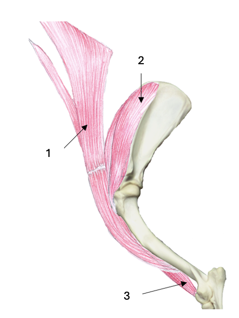 <p>What muscle group is this? </p><p>What muscles are these?</p>