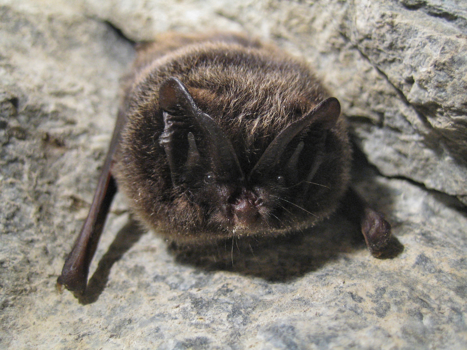 <p><span>Kroppslängd:&nbsp;45–60 mm</span></p><p><span>underarm:&nbsp;31–43</span></p><p><span>vingspann:&nbsp;245–280 mm</span></p><p></p><p><span>Ganska vanlig</span></p>