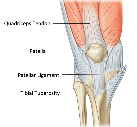 <p>All 4 insert onto tibial tuberosity via extensor mechanism: quadriceps tendon, patella, patellar ligament, tibial tuberosity</p>