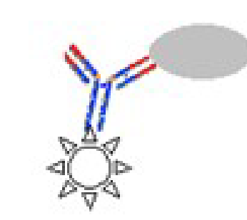 <ul><li><p>Bacterial smear is prepared</p></li><li><p>Smear is stained with a fluorescent dye fixed to an antibody to the target organism. </p><ul><li><p> ex VDRL for syphilis</p></li></ul></li></ul><p></p>