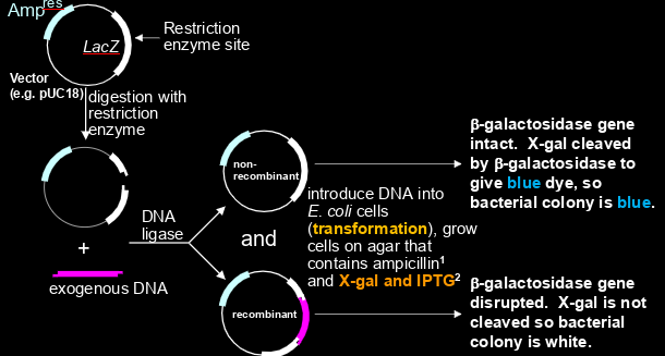 <p>-grow on agar w ampicillin </p><p>-select white colonies because b-galactosidase gene is disrupted, so X-gal is not cleaved = no blue dye produced</p><p>-depending on plasmid, lacZ has to maybe be induced (depending on if lacI repressor gene is expressed or no)</p>