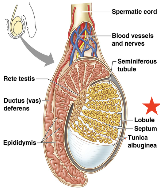 <p>Tunica albuginea partitions the testis into wedge-like LOBULES - each lobule contains highly coiled tubules called what?</p>