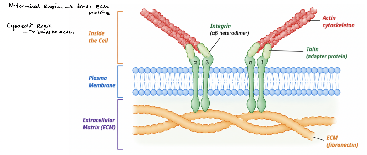 <p>Integrin signaling is coupled to their physical linkage to the cytoskeleton </p><ul><li><p>integrins physically connect ECM proteins (<span style="color: rgb(255, 192, 111);"><strong><u>fibronectin</u></strong></span>) to actin filaments </p></li><li><p>physical linkage enables transmission of mechanical forces </p></li><li><p><span style="color: rgb(148, 216, 149);">adapter proteins</span> link <span style="color: rgb(117, 222, 103);"><strong><em><u>integrin</u></em></strong></span> cytoplasmic tails to cytoskeleton </p></li><li><p><span style="color: rgb(255, 100, 100);"><strong><u>actin filaments</u></strong></span> terminate at adhesion sites at <span style="color: rgb(115, 214, 255);">PM</span> </p></li><li><p>integrin clustering organizes adhesion complexes </p></li></ul><p></p>