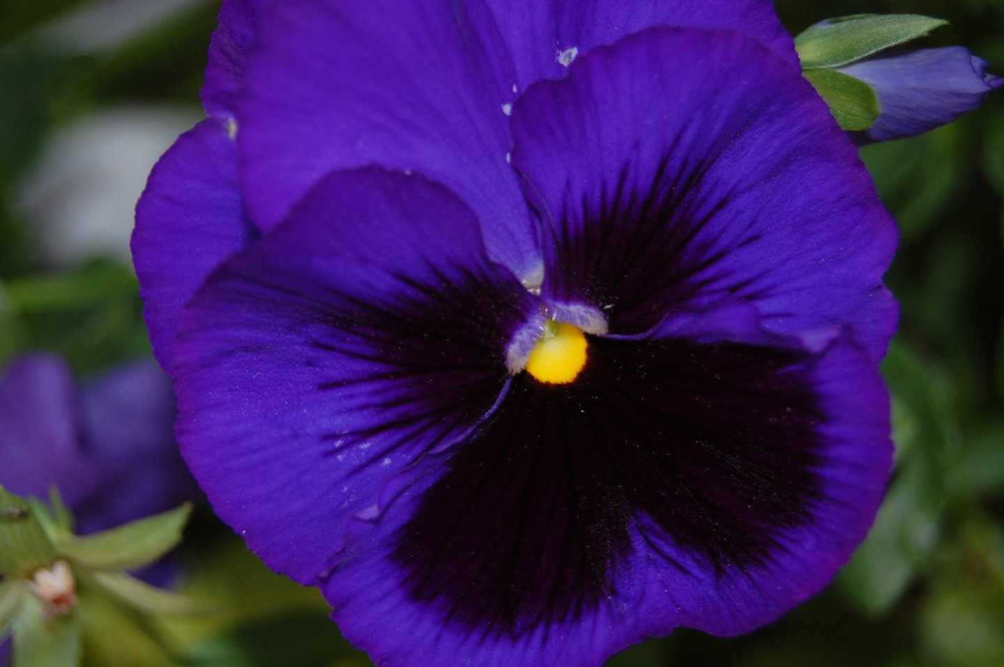 <p>purple</p>